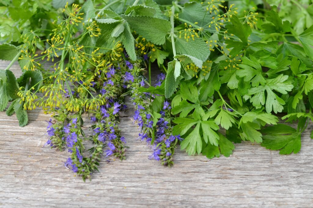 foraging