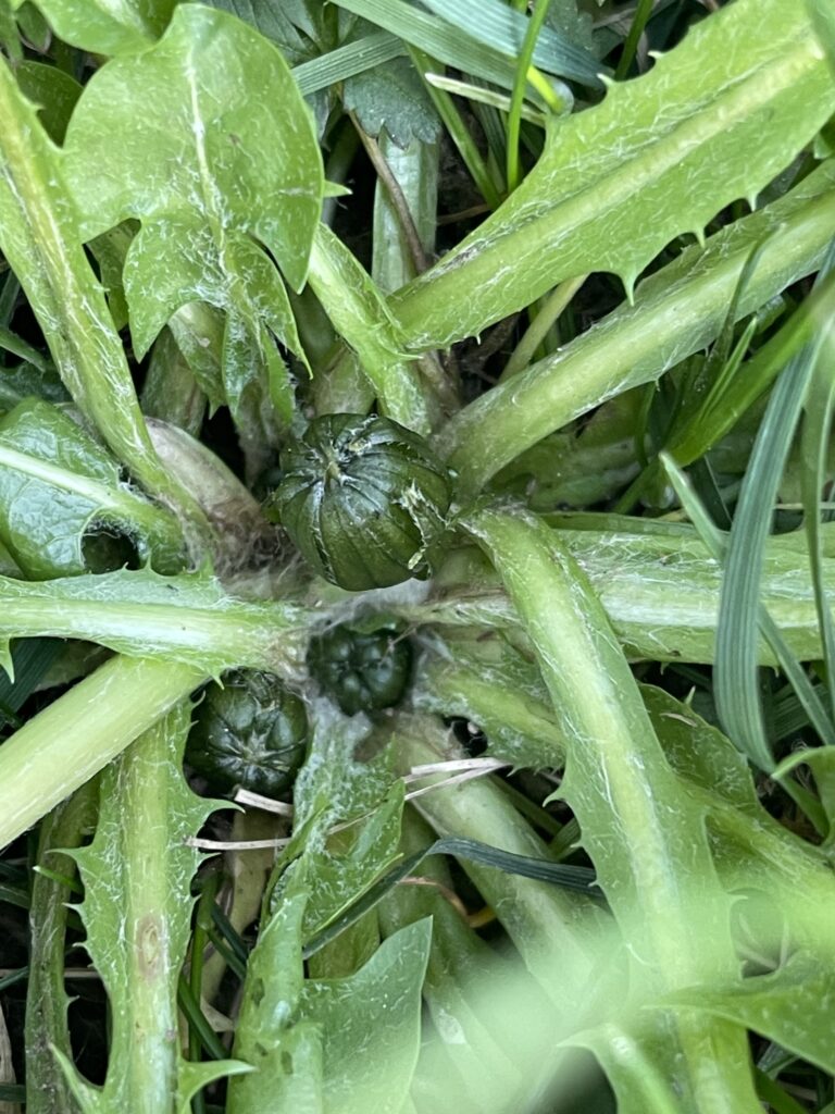 foraging