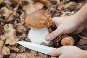 funghi