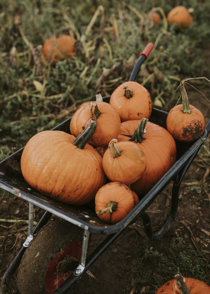 ZUCCA