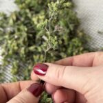 mani che puliscono rametto di erba aromatica