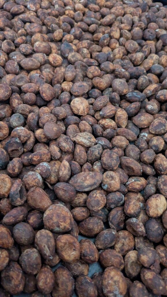 cascara di cacao nella fase di asciugatura