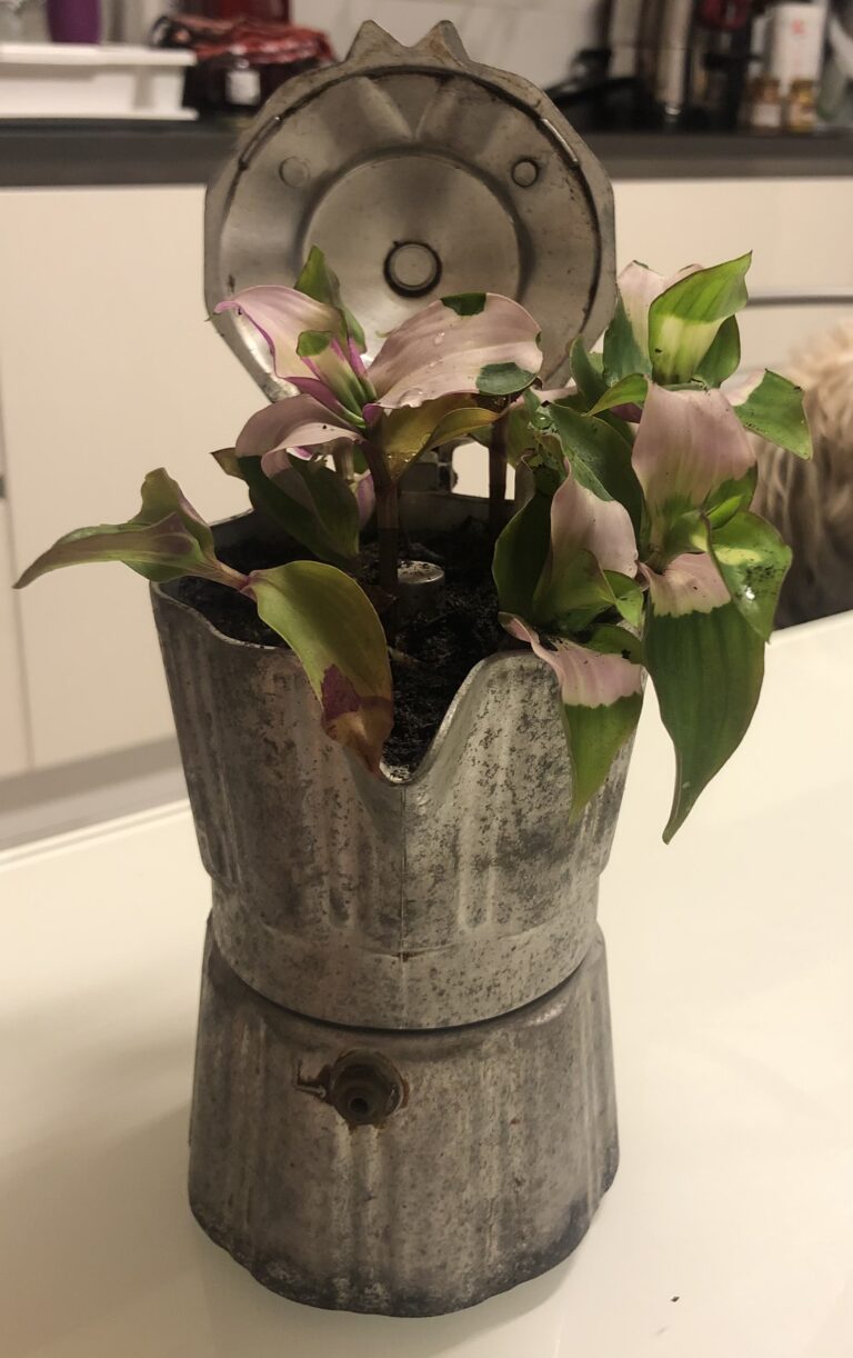 Vecchia caffettiera trasformata in vaso per una piantina, idea creativa di recupero e riuso in cucina.
