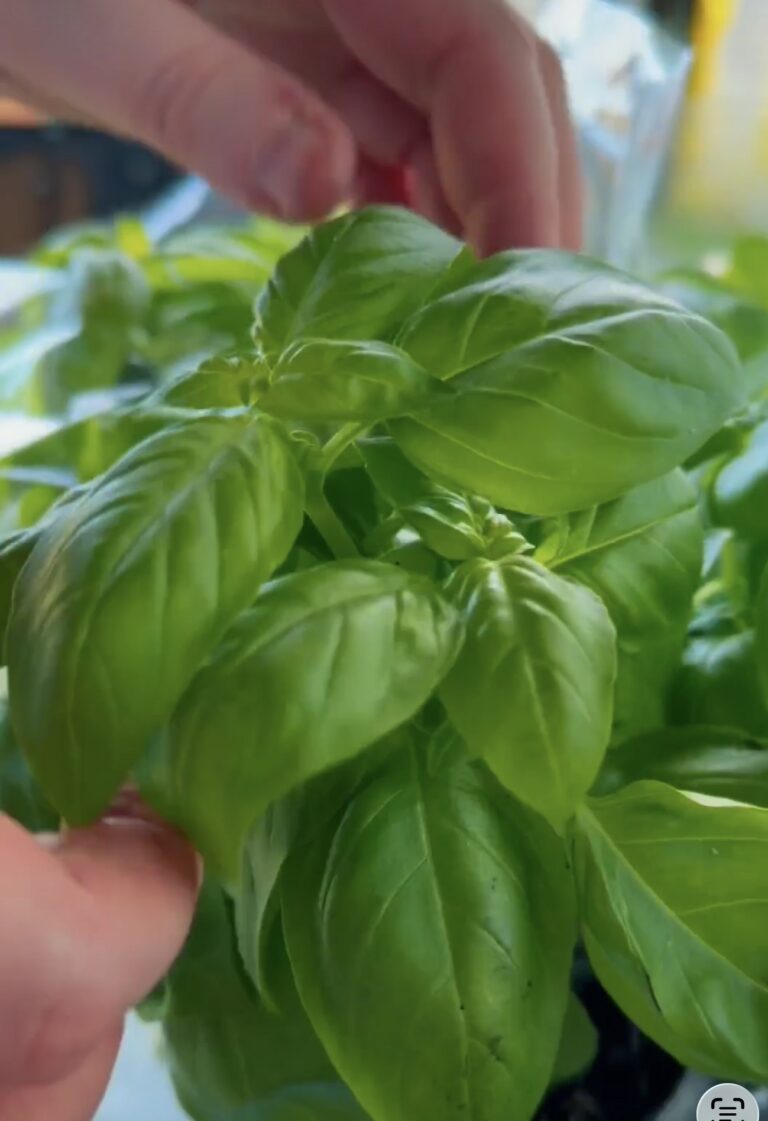 Basilico SempreFresco ricevuto in zolla e trapiantato in vaso a settembre.