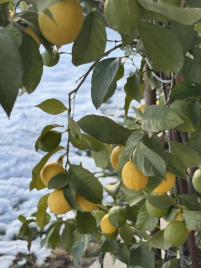 albero di limoni