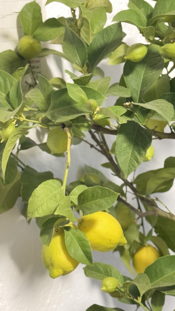 albero di limone