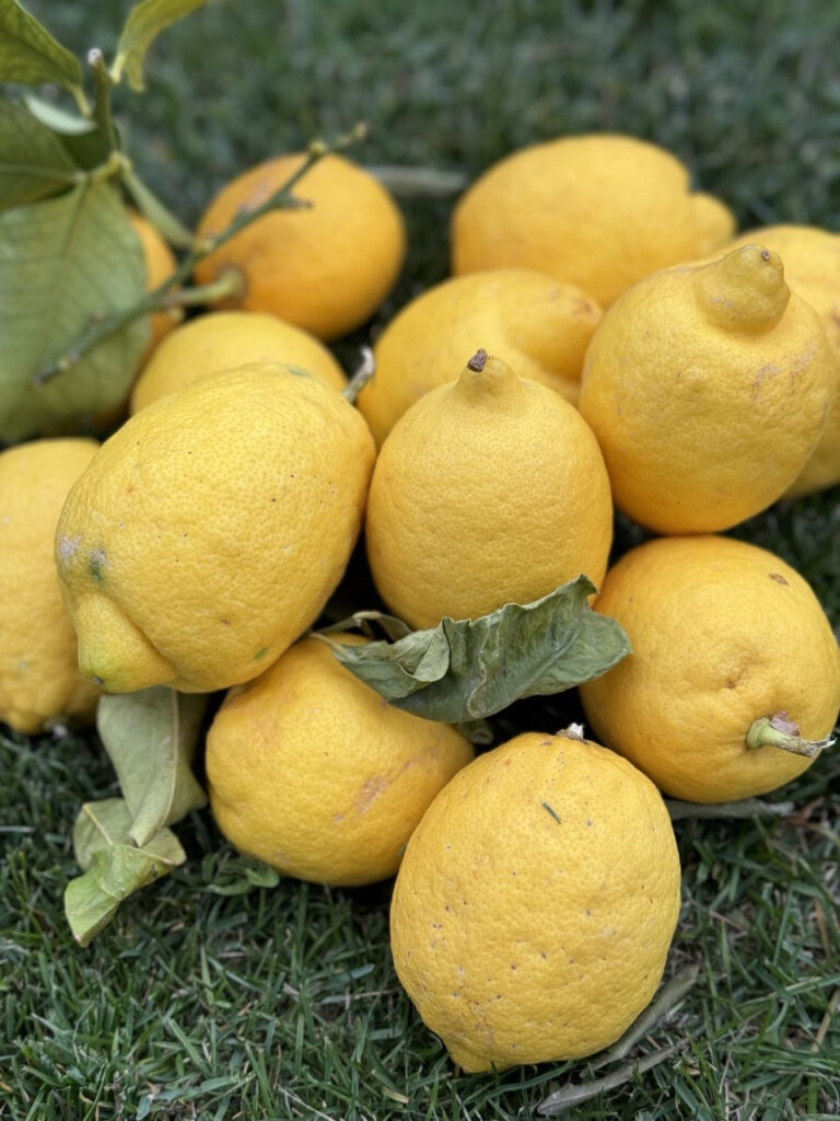 limoni sull'erba