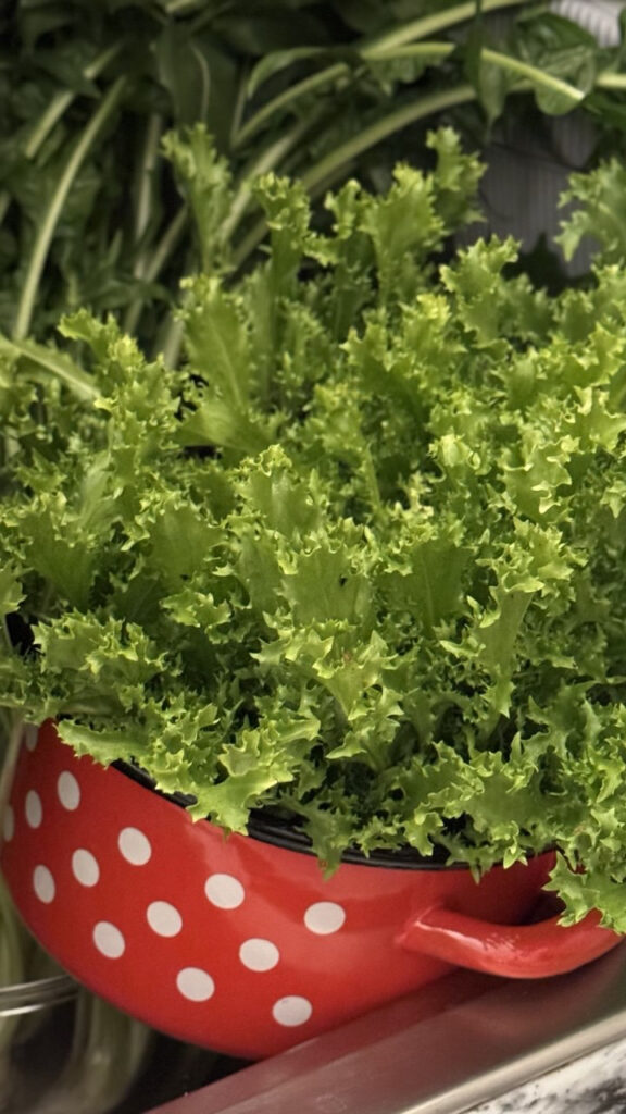 indivia in una pentola