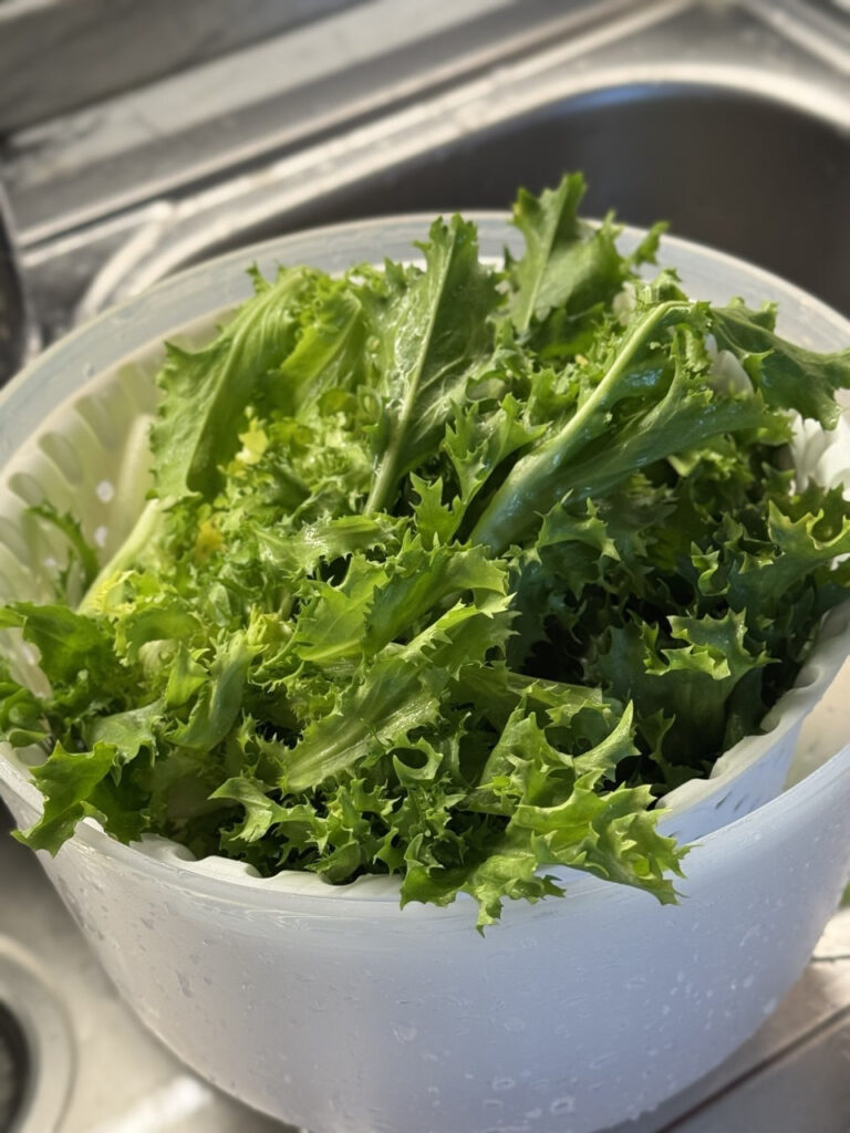 indivia nel lava insalata